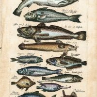 History Naturalis, by Johannes Jonstonus, s. XVII