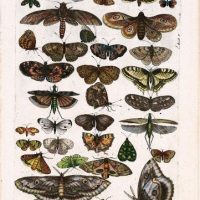 History Naturalis, by Johannes Jonstonus, s. XVII