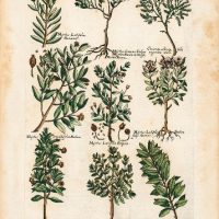 History Naturalis, by Johannes Jonstonus, s. XVII