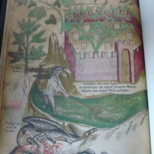 Tractatus de Herbis (Tratado de plantas medicinales), c. 1440