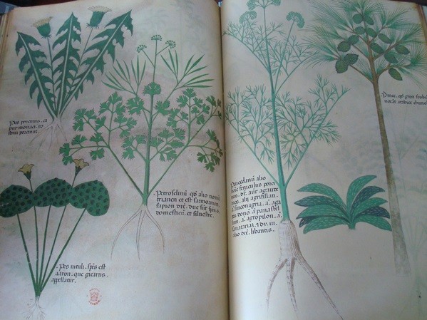 Tractatus de Herbis (Tratado de plantas medicinales), c. 1440