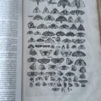 1657 Lot Historiae Naturalis de Insectis, by Johannes Jonstonus, 1653 (facsimile) and 1657 (original) (5 *) - Image 5