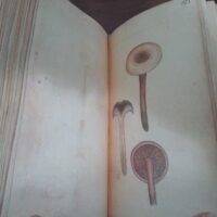 Libro de las Setas. Robert Wilson, 1805 - Imagen 2