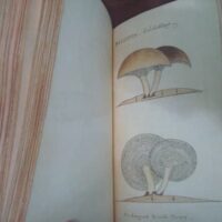 Libro de las Setas. Robert Wilson, 1805 - Imagen 3