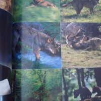 Wild Vision. Nature photography magazine. No. 1, 2005 - Image 4