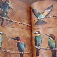Wild Vision. Nature photography magazine. No. 1, 2005 - Image 6