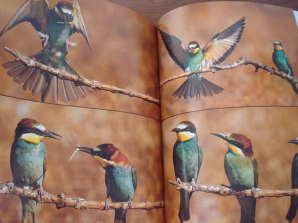 Wild Vision. Nature photography magazine. No. 1, 2005 - Image 6
