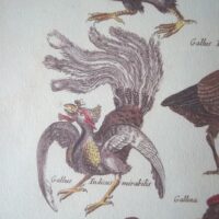 Historiae Naturalis de Avibus, by Johannes Jonstonus, 1657 (5*) - Image 9