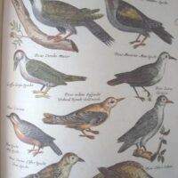 Historiae Naturalis de Avibus, by Johannes Jonstonus, 1657 (5*) - Image 10