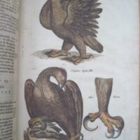 Historiae Naturalis de Avibus, by Johannes Jonstonus, 1657 (5*) - Image 5