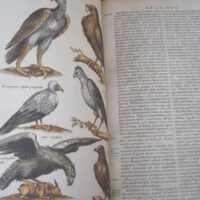 Historiae Naturalis de Avibus, by Johannes Jonstonus, 1657 (5*) - Image 6