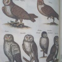 Historiae Naturalis de Avibus, by Johannes Jonstonus, 1657 (5*) - Image 7