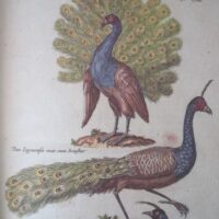 Historiae Naturalis de Avibus, by Johannes Jonstonus, 1657 (5*) - Image 8
