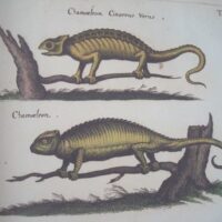 Historiae Naturalis de Quadrupedibus, by Johannes Jonstonus, 1652 (5*) - Image 10