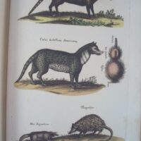 Historiae Naturalis de Quadrupedibus, by Johannes Jonstonus, 1652 (5*) - Image 11