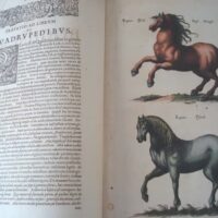 Historiae Naturalis de Quadrupedibus, by Johannes Jonstonus, 1652 (5*) - Image 3
