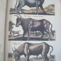 Historiae Naturalis de Quadrupedibus, by Johannes Jonstonus, 1652 (5*) - Image 5