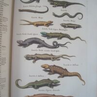 Historiae Naturalis de Quadrupedibus, by Johannes Jonstonus, 1652 (5*) - Image 9