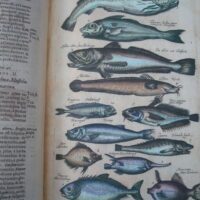 Historiae Naturalis de Piscibus et Cetis, by Johannes Jonstonus, 1649 (5*) - Image 2