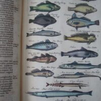 Historiae Naturalis de Piscibus et Cetis, by Johannes Jonstonus, 1649 (5*) - Image 3