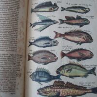 Historiae Naturalis de Piscibus et Cetis, by Johannes Jonstonus, 1649 (5*) - Image 4