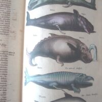 Historiae Naturalis de Piscibus et Cetis, by Johannes Jonstonus, 1649 (5*) - Image 6