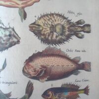 Historiae Naturalis de Piscibus et Cetis, by Johannes Jonstonus, 1649 (5*) - Image 8