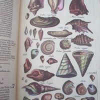 Historiae Naturalis de Exanguibus Acuaticis et Serpentibus, by Johannes Jonstonus, 1650 (5*) - Image 4