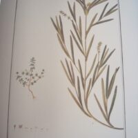 Flora Peruviana et Chilensis: inconography (plates) - Image 10