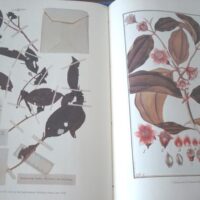 Flora Peruviana et Chilensis: inconography (plates) - Image 5