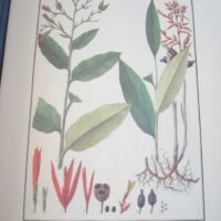 Flora Peruviana et Chilensis: inconography (plates) - Image 6