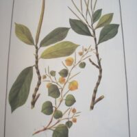 Flora Peruviana et Chilensis: inconography (plates) - Image 8