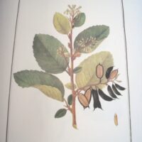 Flora Peruviana et Chilensis: inconography (plates) - Image 9
