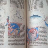 The Lapidary of Alfonso X the Wise, s. XIII, complete work (in natural parchment) (5*+) - Image 7