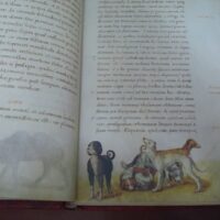 The book of animals. Pier Candido Decembrio, XV-XVI centuries - Image 4