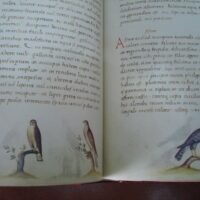 The book of animals. Pier Candido Decembrio, XV-XVI centuries - Image 7