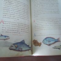 The book of animals. Pier Candido Decembrio, XV-XVI centuries - Image 8