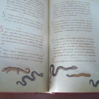 The book of animals. Pier Candido Decembrio, XV-XVI centuries - Image 9