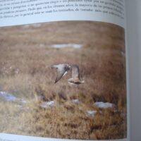 Falconry and Art. The practice and art of falconry. Magnificent and unique work - Image 5