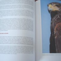 Falconry and Art. The practice and art of falconry. Magnificent and unique work - Image 8