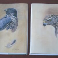 Falconry and Art. The practice and art of falconry. Magnificent and unique work - Image 13