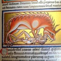 Oxford Bestiary, c. XIII (Ms. Ashmole 1511. Bodleian Library) - Image 6