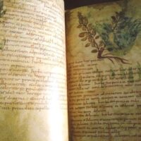 Herbolarium et Materia Medica, s. IX - Image 3