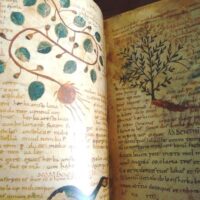 Herbolarium et Materia Medica, s. IX - Image 4
