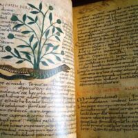 Herbolarium et Materia Medica, s. IX - Image 5