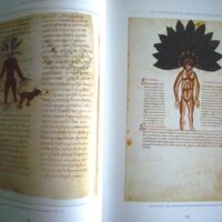Herbolarium et Materia Medica, s. IX - Image 9