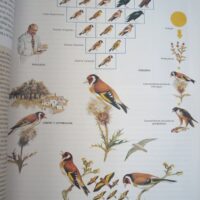 Iberian and European Fauna. Felix Rodriguez de la Fuente. 15 volumes. 2003 - Image 2