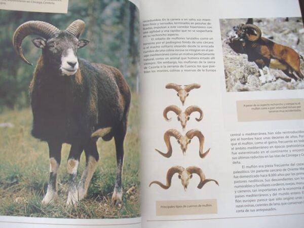 Iberian and European Fauna. Felix Rodriguez de la Fuente. 15 volumes. 2003 - Image 3