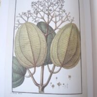 La Expedición Botánica al Virreinato del Perú (1777-1788), ejemplar de lujo y exclusivo - Imagen 13