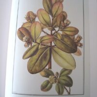La Expedición Botánica al Virreinato del Perú (1777-1788), ejemplar de lujo y exclusivo - Imagen 14